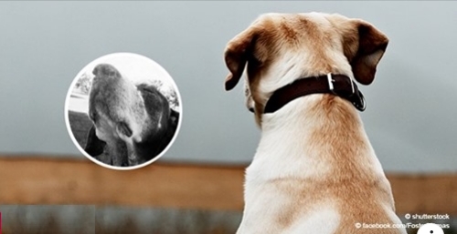  Einblick in ein vergangenes Leben : berührender Brief aus 2015 über den adoptierten Hund an den ehemaligen Besitzer